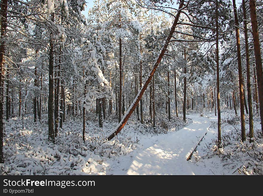 Snow Field Forest