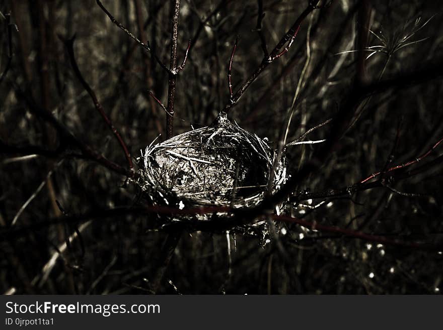 Close Up Photography of Bird Nest