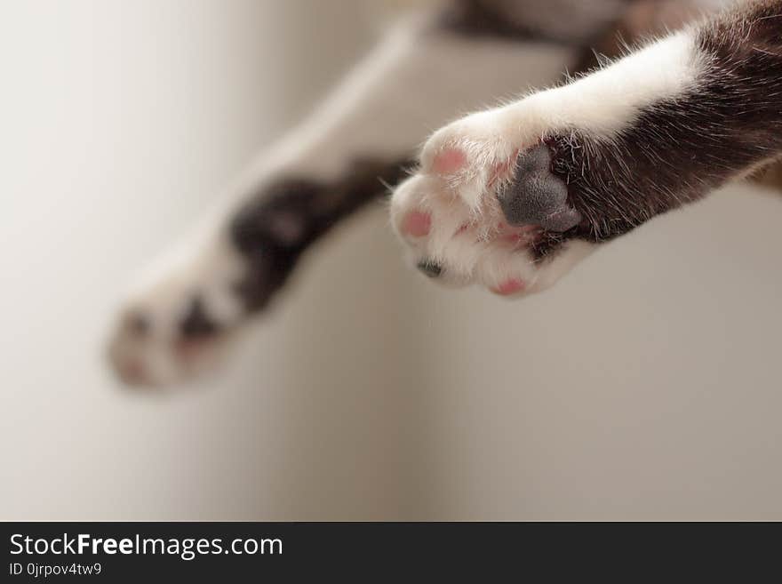 Cat Paws in Shallow Focus Photography