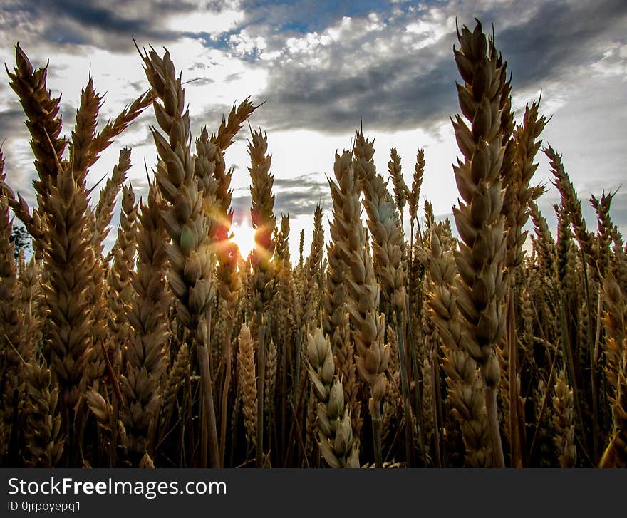 Brown Wheat Field Under Blue Cloudy Sky