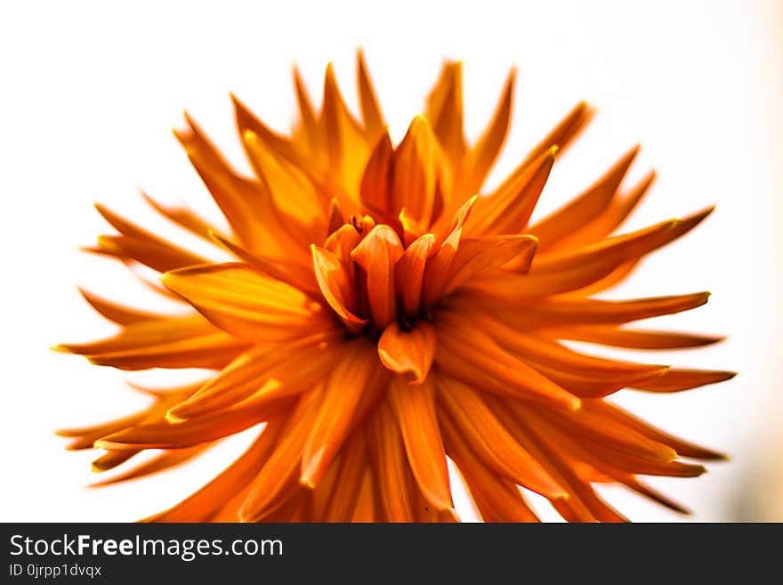 Closeup Photography of Orange Petaled Flowers