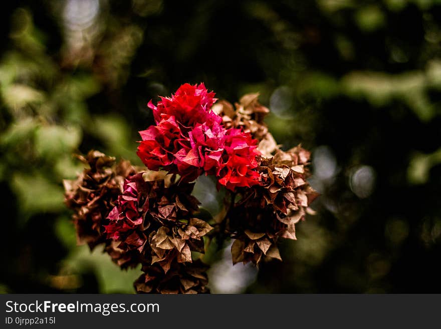 Red and Brown Flowers