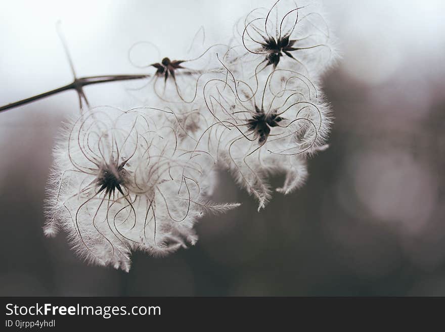 White Flowers Closeup Photography