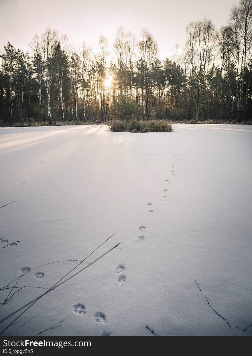 Grass Covered in Snow