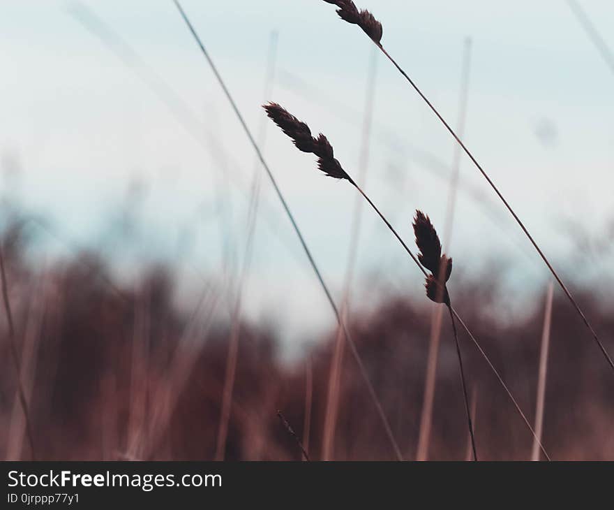 Silhouette of Wheat