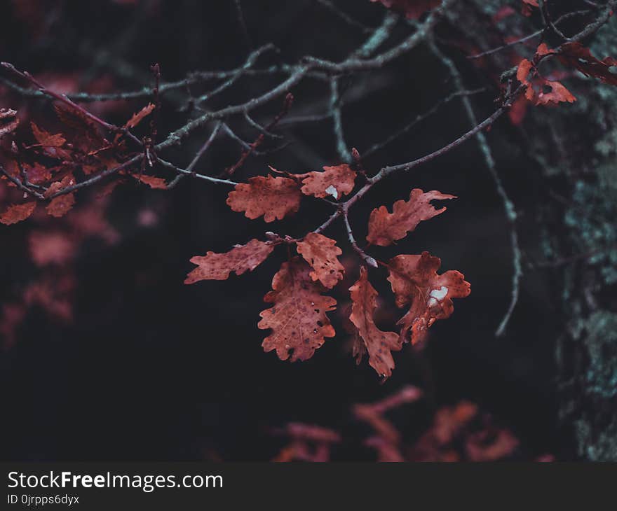 Brown Dry Leaf