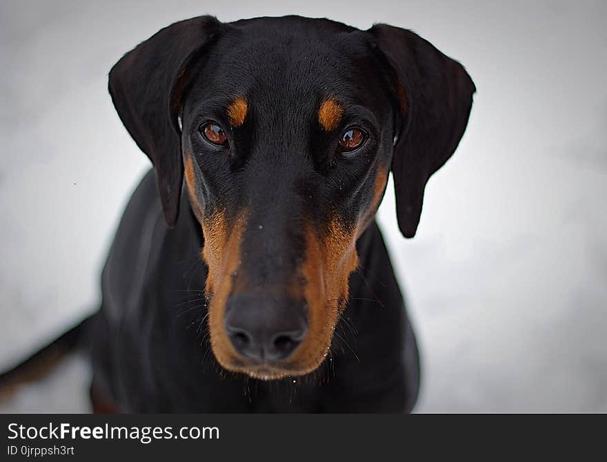 Adult Black and Tan Doberman Pinscher Closeup Photography