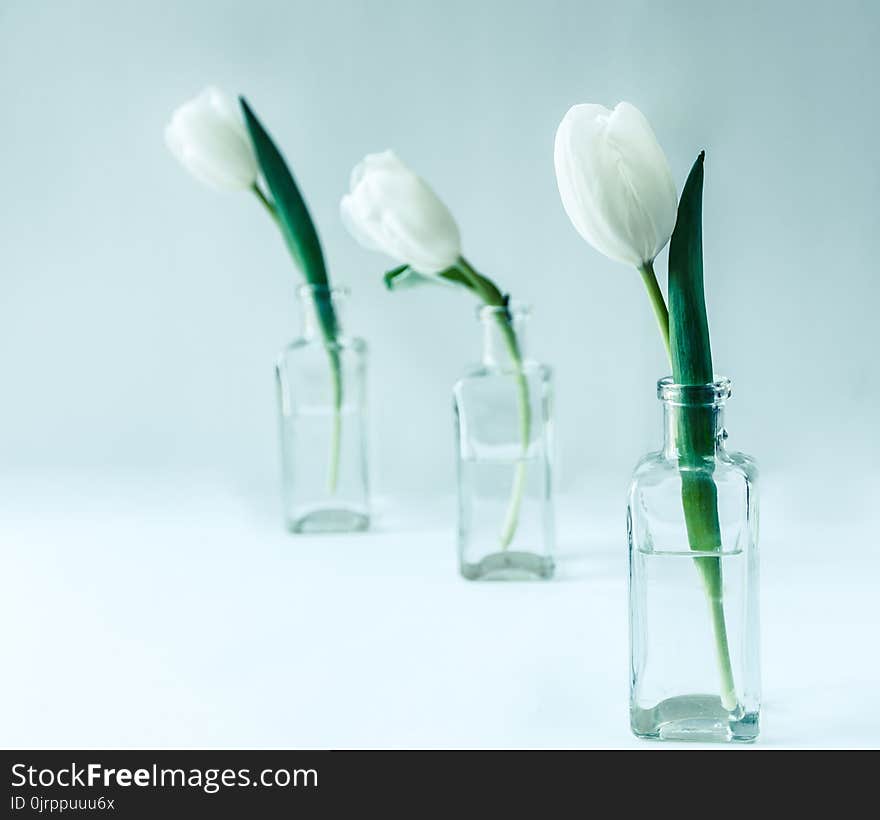 Three White Flowers on Clear Glass Bottles