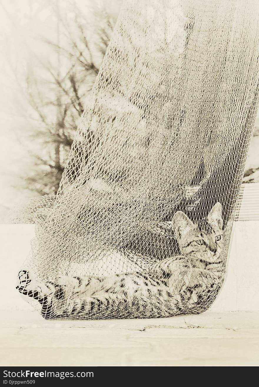 Gray Tabby Cat on Grey Net