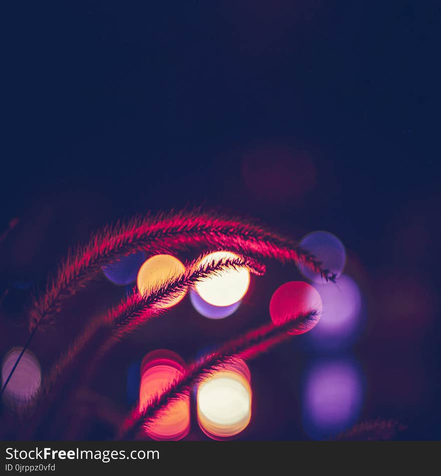 Bokeh Photography of Beige Plant