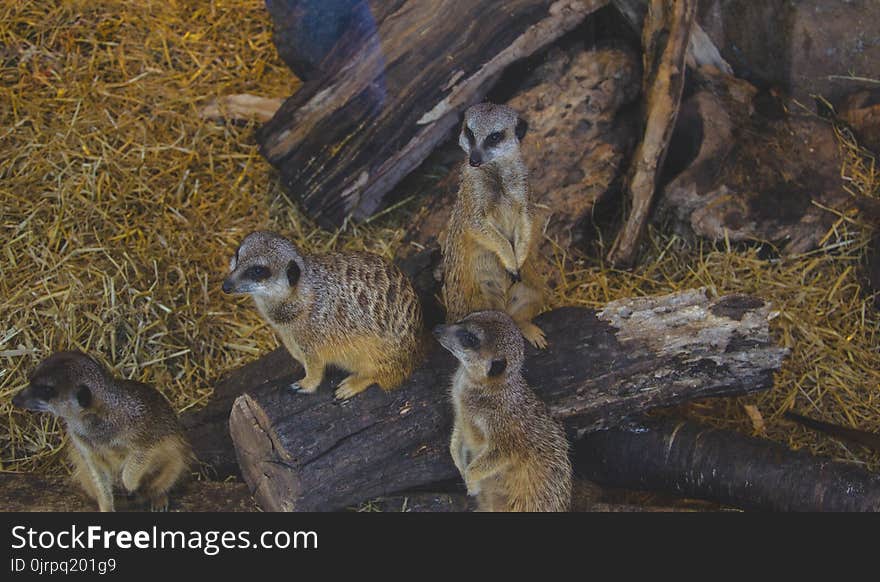 Four Brown-and-black Animals on Brown Chopped Tree Trunk