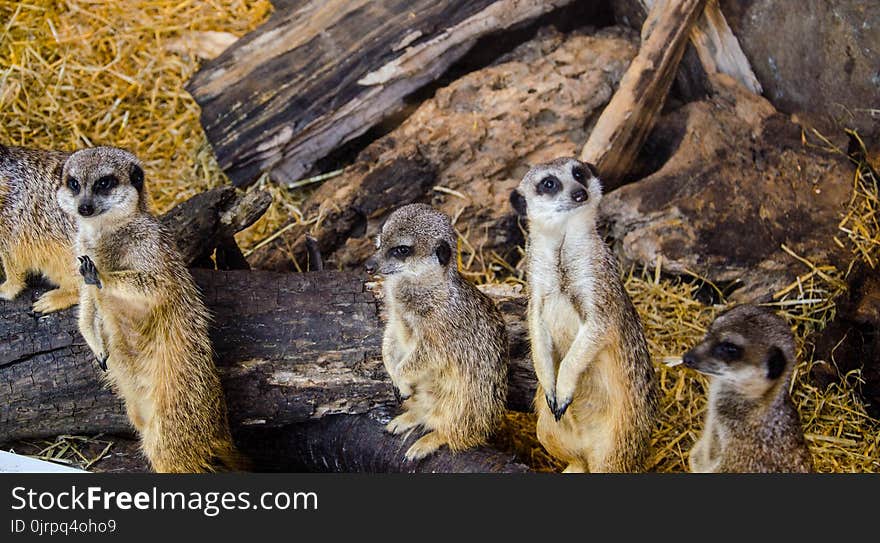 Four Animal on Burnt Tree