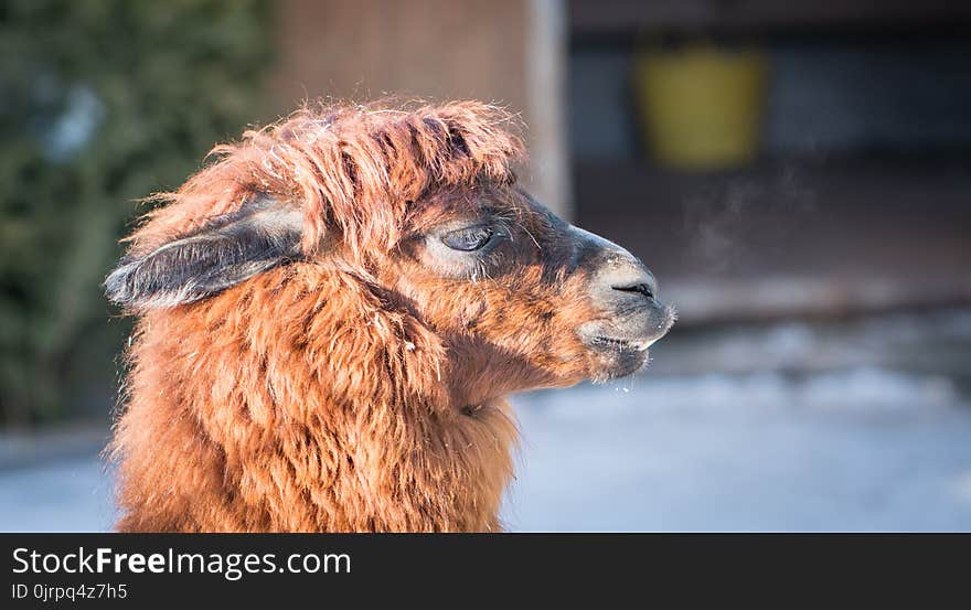 Macro Photography of Llamas Head