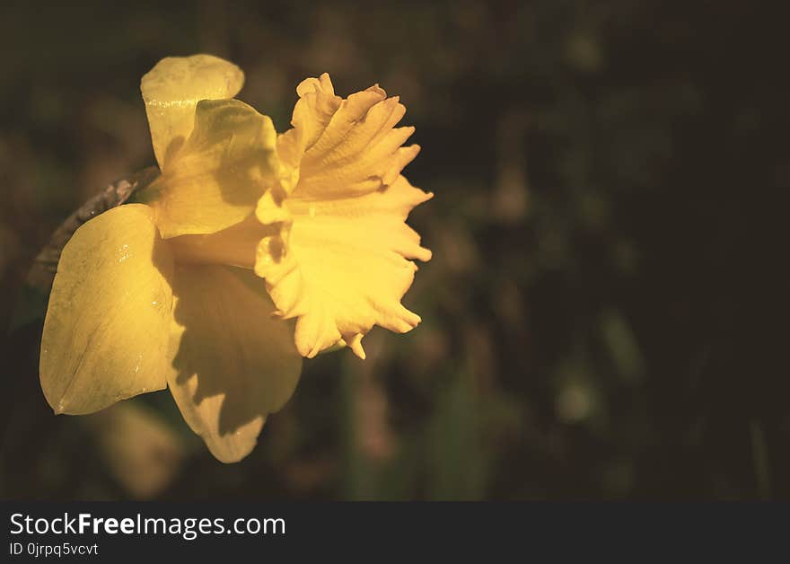 Yellow Daffodil Flower in Tilt Shift Lens Photography