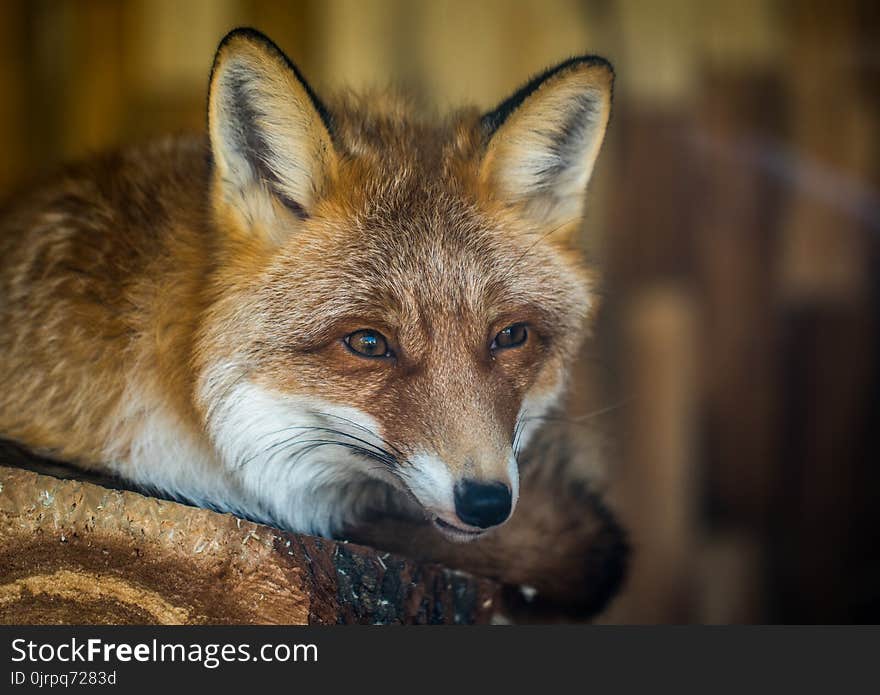 Fox on Brown Wooden Plank