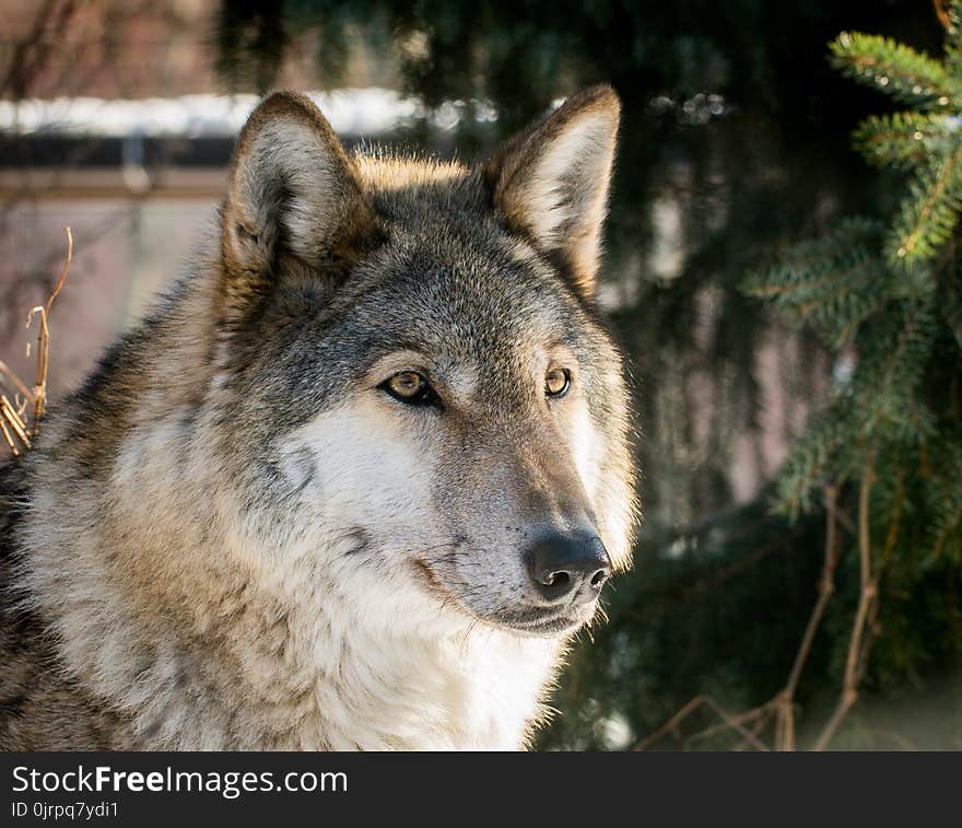 Gray Husky