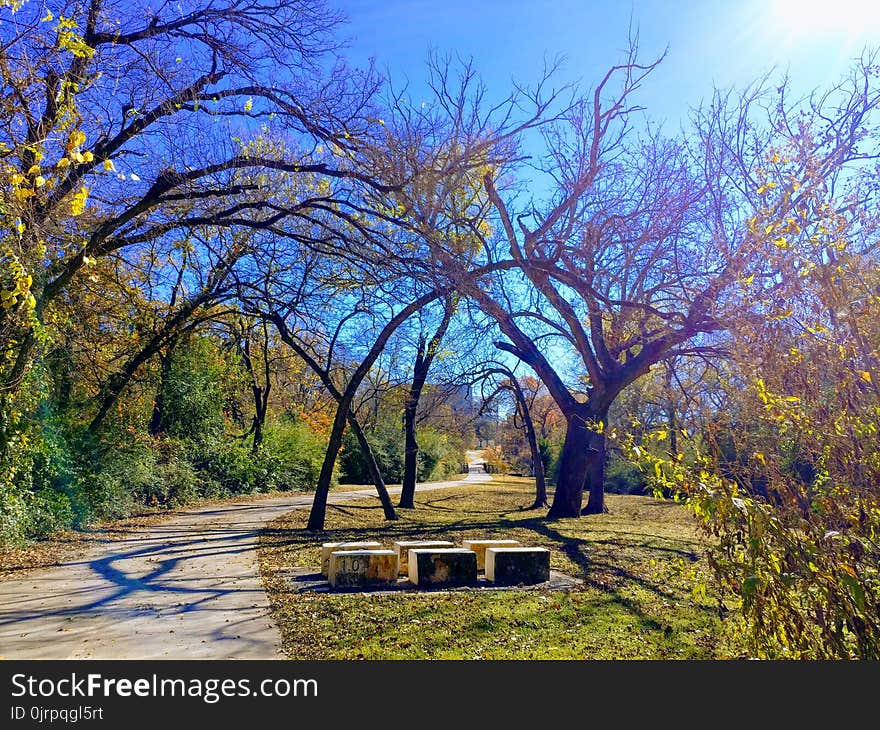 Empty Bench Near Tall Trees