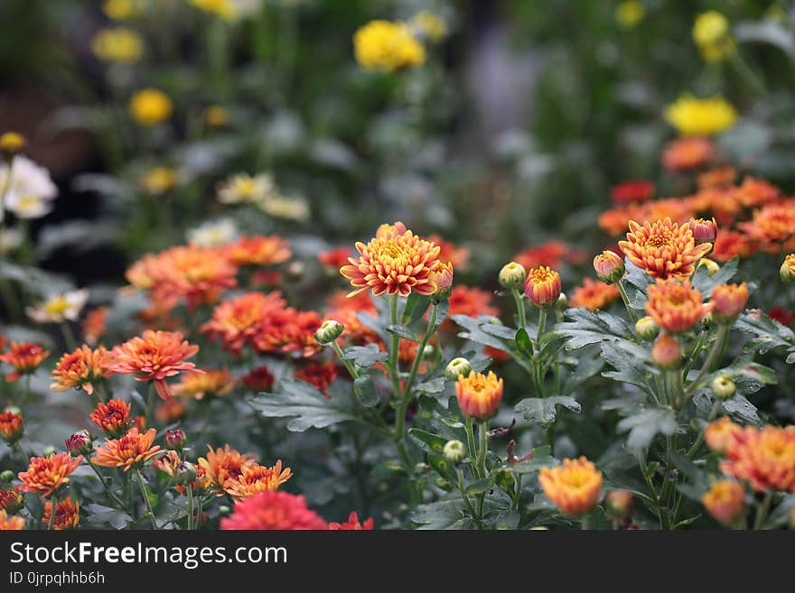 Photography of Orange, Red, and White Petaled Flower Field