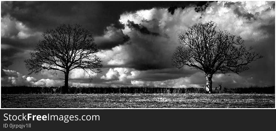 Grayscale Landscape Photography of Two Trees