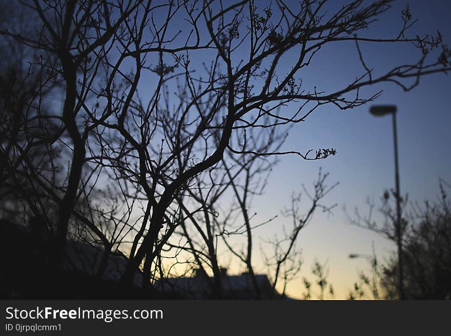 Green Leaf Tree during Night Time