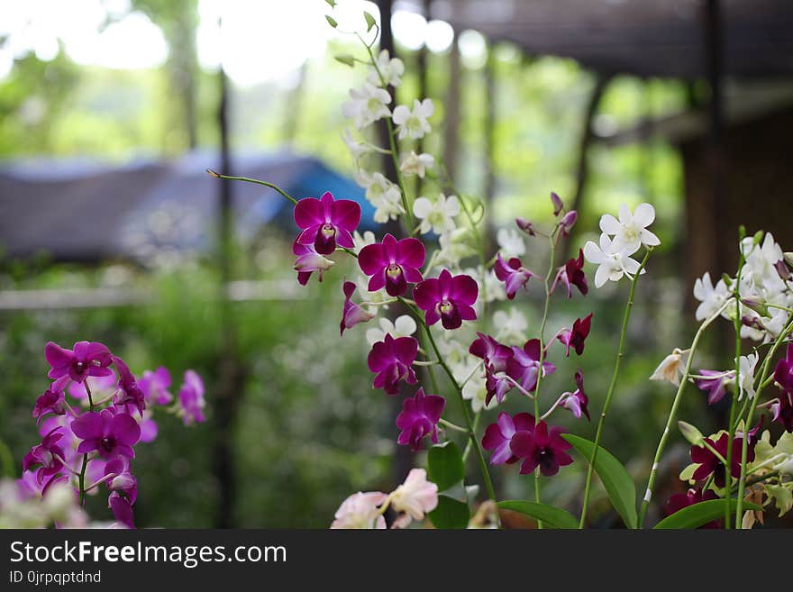 Shallow Focus Photography of White and Pink Flowers