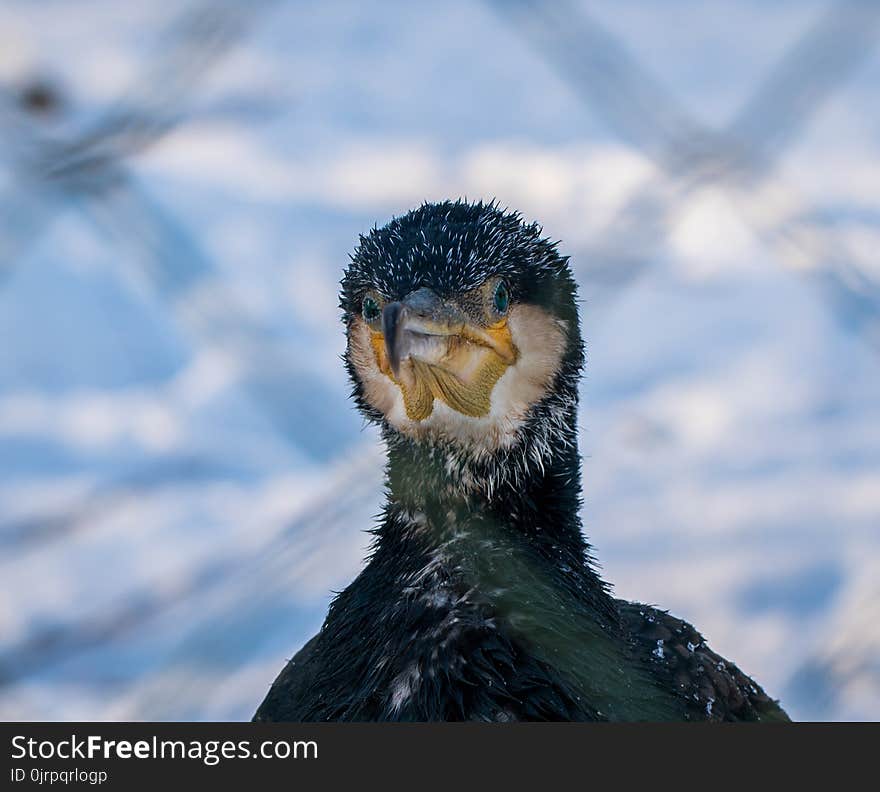 Focus Photography of Great Cormorant