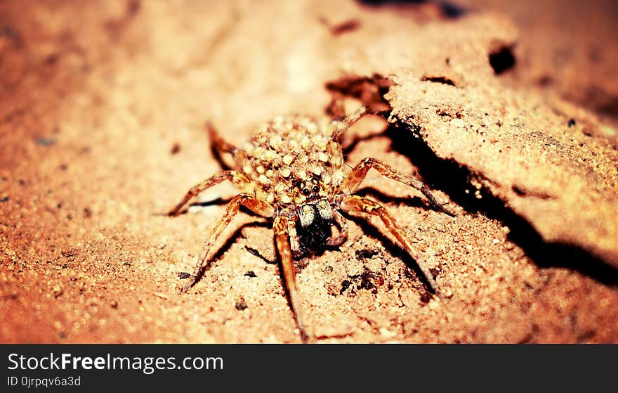 Female Wolf Spider in Closeup Photography