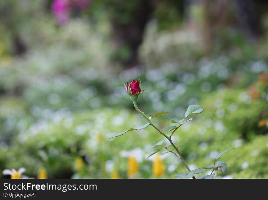 Selective Focus Photography of a Red Rose Bud