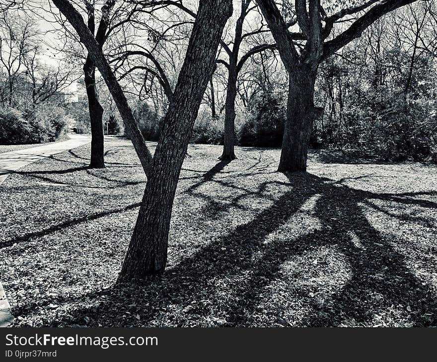 Grayscale Photo of Trees