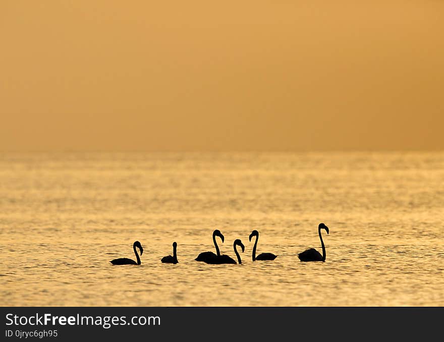 Greater Flamingos in Asker beach during morning