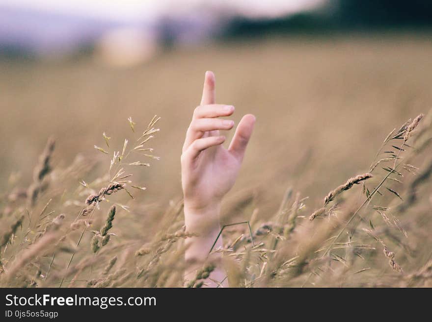 Human Hand Near Brown Grains at Daytime