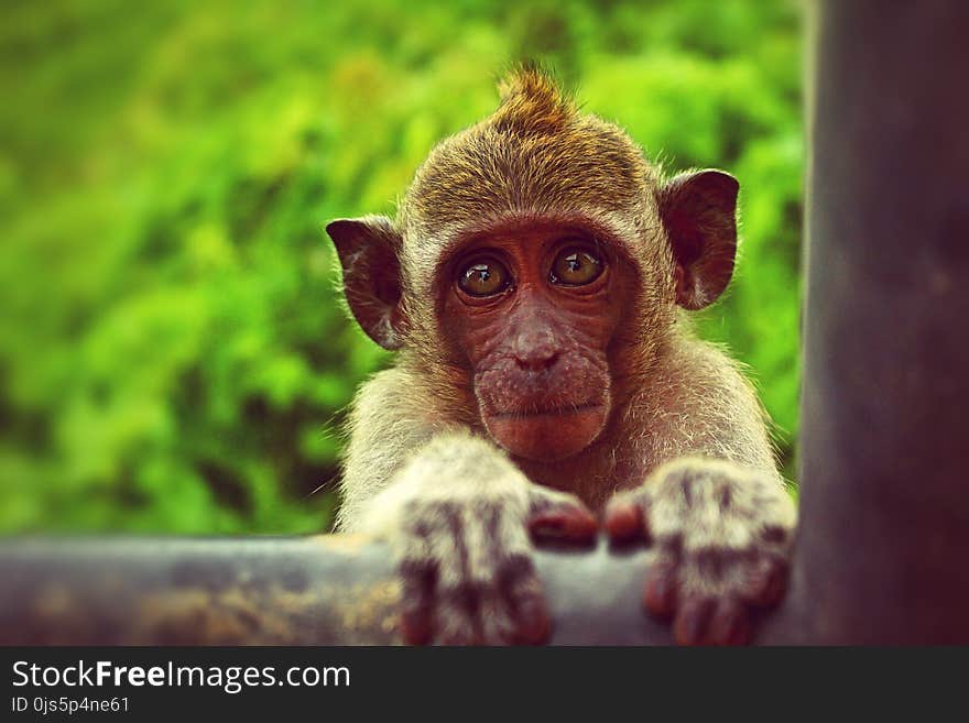 Brown Monkey Holding Black Metal Bar