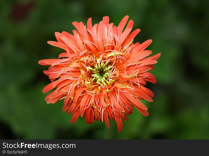 Red Chrysanthemum Closeup Photo