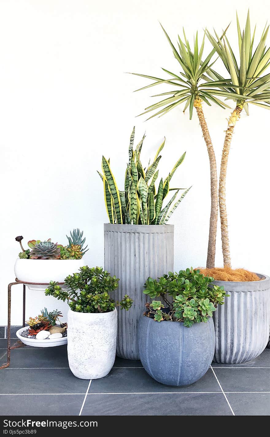 Assorted Plants on Pots