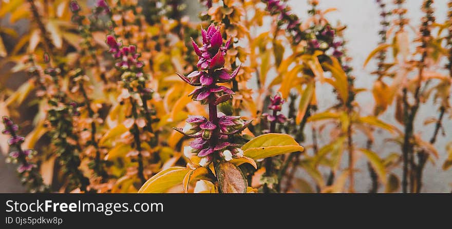 Purple Petaled Flowers With Yellow Leaves