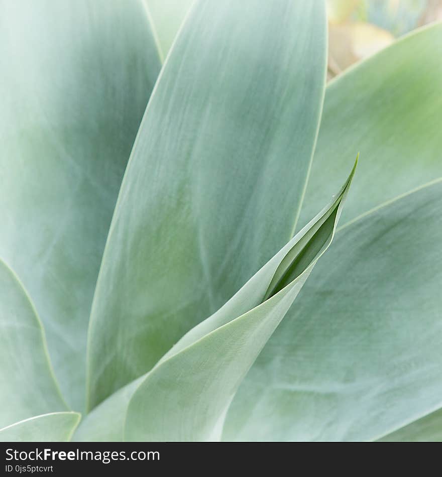 Macro Photography of Green Leaf Plant