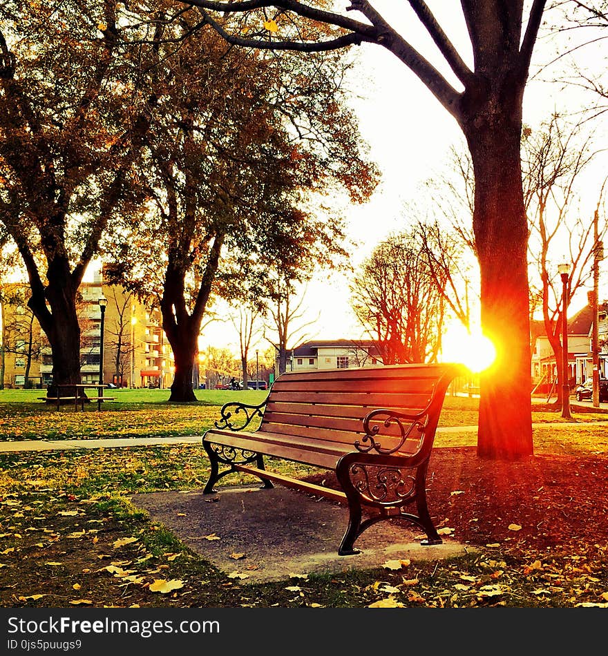 Brown Wooden Park Bench Under Green Leaf Tree during Sunset