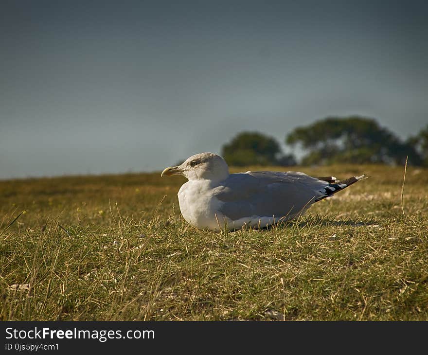 Bird Sitting on Grassy Ground