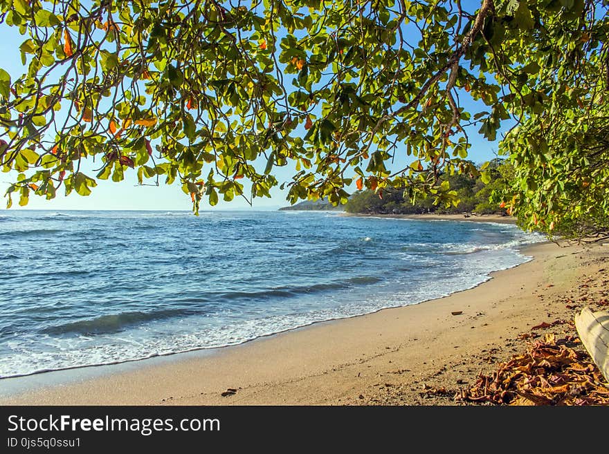 Trees Near Seashore during Golden Hour