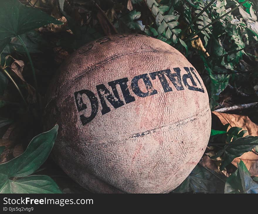 Brown Spalding Ball on Green Leafed Plants