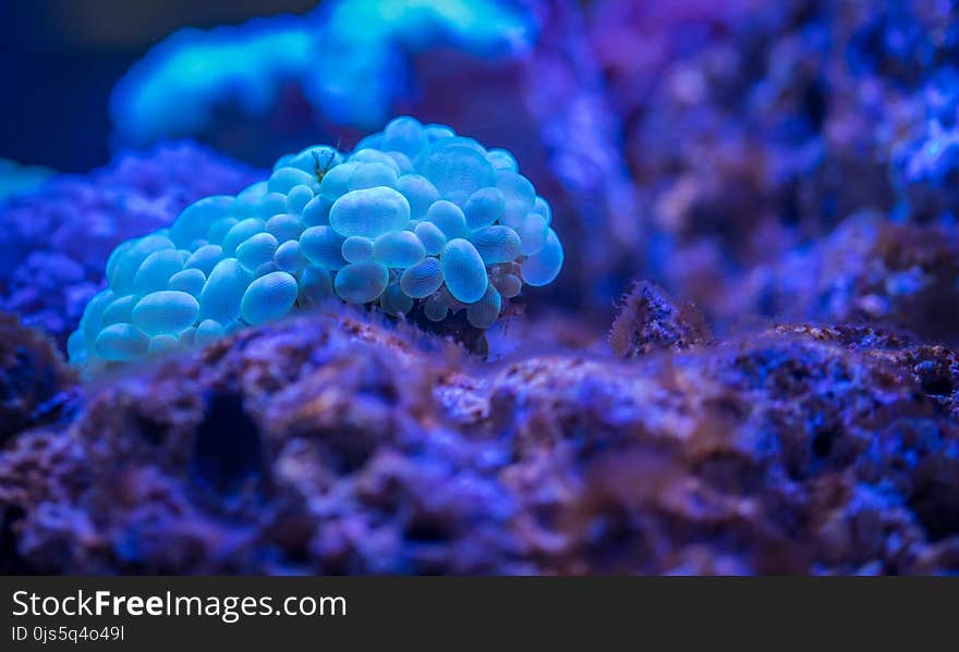 Macro Photography of Bubble Coral