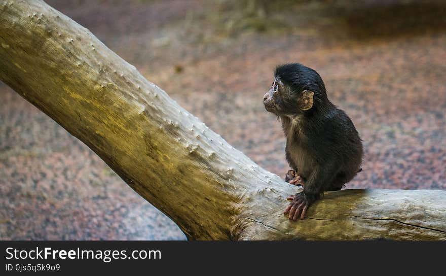 Monkey on Brown Tree Branch