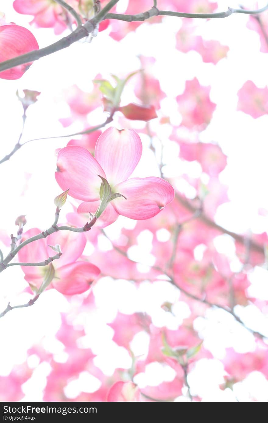 Closeup Photo of Cherry Blossoms