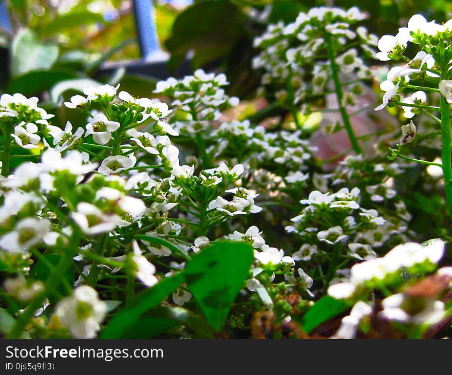 Green and White Floral Decor