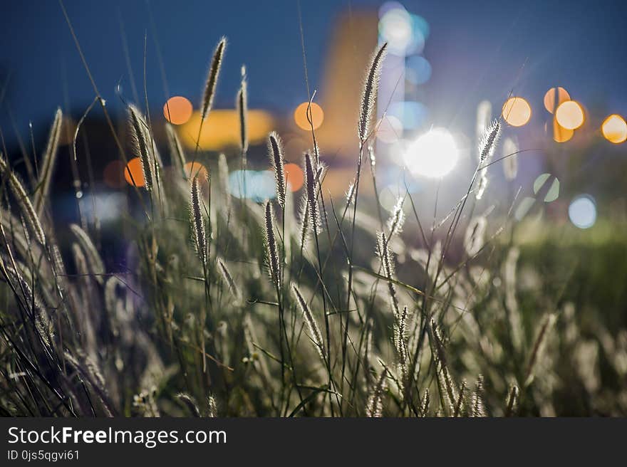 Close-up Photography of Grass Flowers