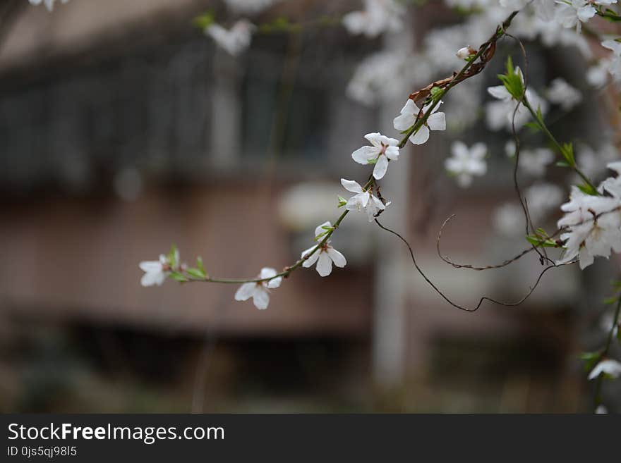 Shallow Focus Photography of White Petal Flower