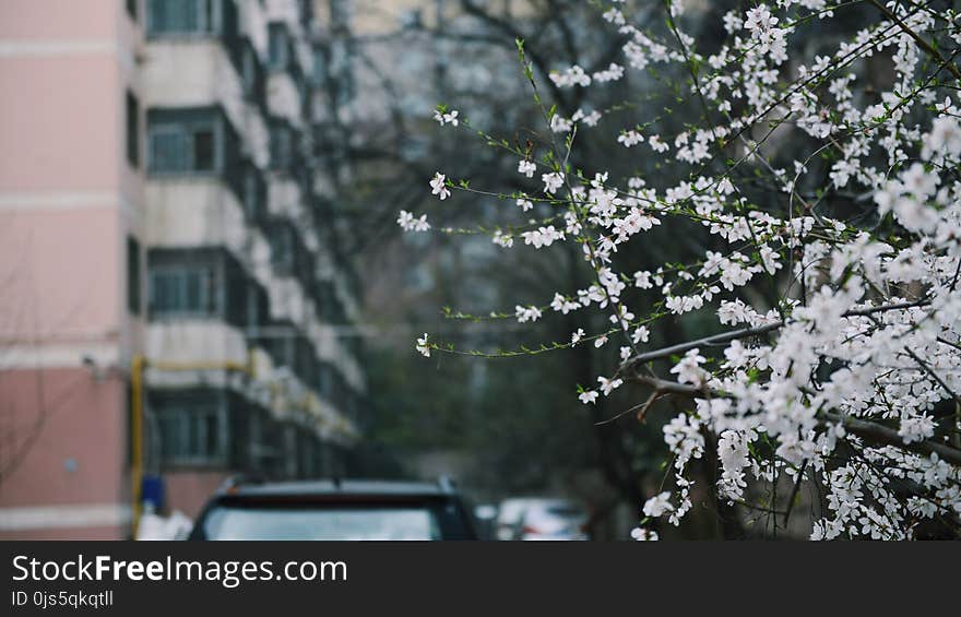 Depth of Photo of White Petaled Flowers