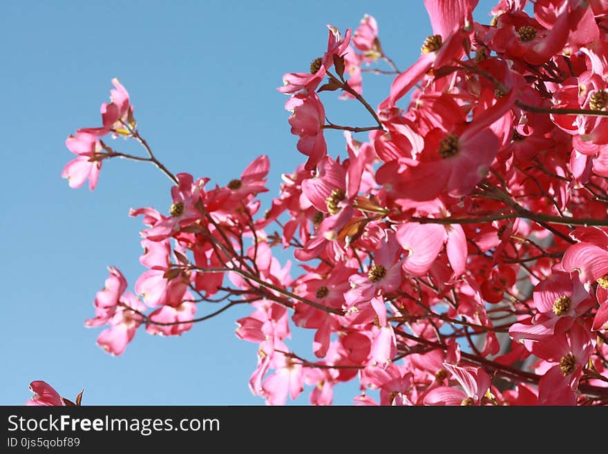 Pink Flowers Under Blue Clear Sky