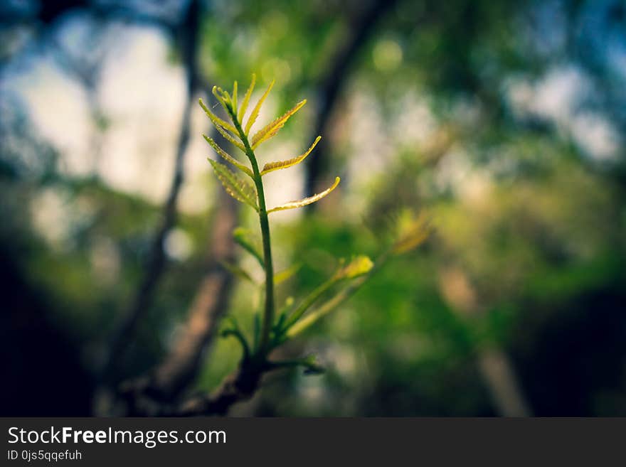 Macro Photography of Green Leaf Plant