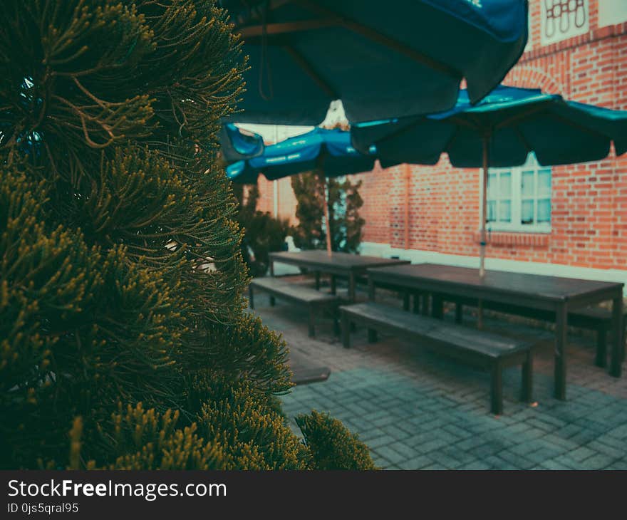 Green Leafed Tree